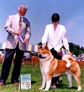 CH. Akiko's The Ring Master
